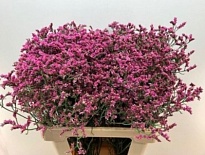 Лимониум China Lovely 25 шт