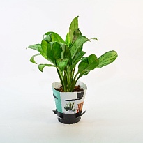 Аглаонема Мария Кристина d12 h40 10шт