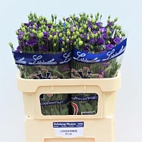 Эустома Doublini Blue 10шт