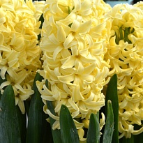 Гиацинт Yellow Queen 5шт