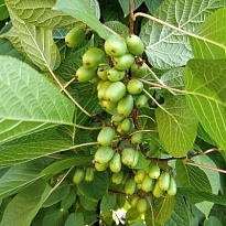 Актинидия коломикта Сентябрьская (жен)/Цв.Кор