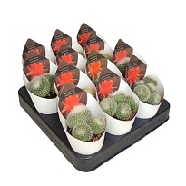 Кактус Пародия Хаселберги потковер d6 h10 12шт