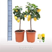 Цитрус Лимон стем d22 h80 1шт