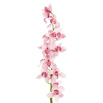 Орхидея Cymbidium Cindy*6 дл.80 1шт
