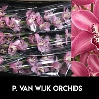Орхидея Cymbidium Pink Candy*12 1шт 