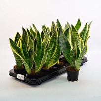 Сансевиерия Футура Суперба d9 h25 12шт