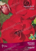 Бегония махровая Скарлет 4/5 2шт