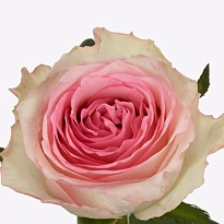 Роза Мандала одноголовая (МЦ) дл.50 15шт/уп