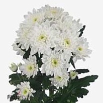 Хризантема кустовая Pina Colada 105г 5шт