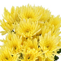 Хризантема кустовая Delianne Yellow 5шт