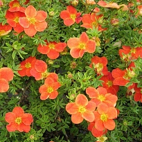 Лапчатка (Potentilla) кустарниковая Хоплейс Оранж d9 h25 18шт