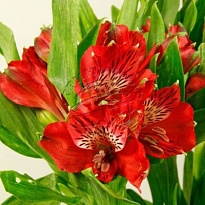 Альстромерия Nadya 10шт