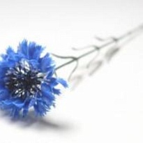 Василек искусственный 1 голова h50см синий