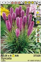 Лиатрис Спиката 6/8 8шт*