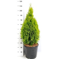 Туя (Thuja) западная Голден Смарагд d32 h100 1шт