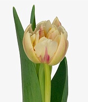 Тюльпан Do Flaming Margarita 10шт