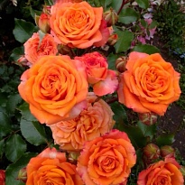 Роза спрей Келли/Цв.Кор