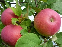 Яблоня Марат Бусурин/подвой 54-118 полукарл/С