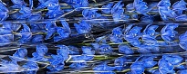 Орхидея Cymbidium Paint blue дл.80 *6 1шт
