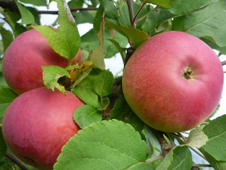 Яблоня Марат Бусурин/подвой 54-118 полукарл/С