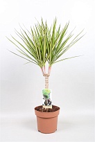 Драцена Санрей 1Д d17 h70 6шт