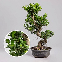 Фикус Микрокарпа Гинсенг S форма d33 h60-70 1шт