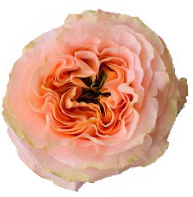 Роза Qualisa Princess Crown дл.60 25шт