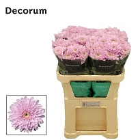 Хризантема одноголовая Petrushka 10шт