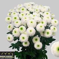 Хризантема кустовая Albarino 5шт