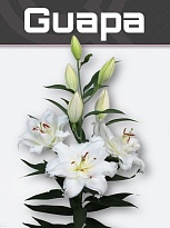 Лилия Dbl Guapa 4+ 10шт