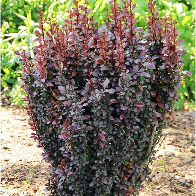 Барбарис (Berberis) тунб. Чоколат Саммер d9 h20-30 18шт