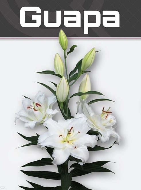 Лилия Dbl Guapa 4+ 10шт