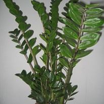 Замиокулькас d31 h100 1шт