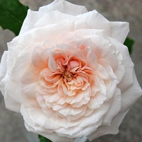 Роза Тсумуги чайно-гибридная/ЦКорЛюкс