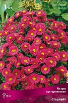 Астра кустарниковая Старлайт 1шт