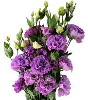 Эустома Wavy Light Violet (К) дл.70 1уп