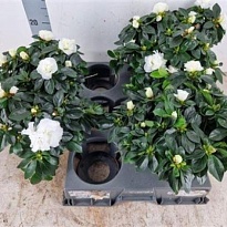 Азалия Айко Белый d12 h25 8шт