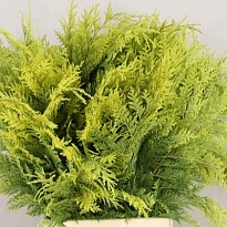 Конифеер Green пучок1шт