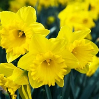 Нарцисс Dutch Master 1пучок