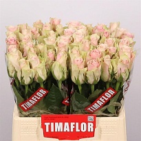 Роза Pink Athena дл.40 10шт