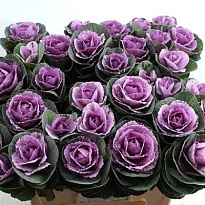 Брасика Olga 5шт