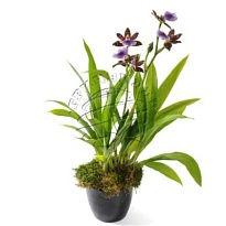 Орхидея Зигопеталум Люсендорф d12 h50 8шт