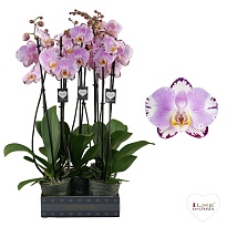 Орхидея Фален. Арт Нуво d12 h60 5шт