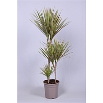 Драцена Биколор 3Д d21 h105 1шт