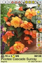 Бегония Пикоти Каскад Санрей 5/6 2шт*