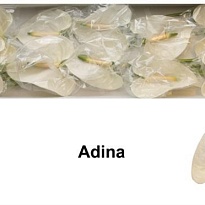 Антуриум Adina 1шт