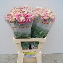 Гвоздика Antigua 20шт