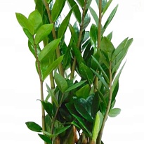 Замиокулькас d17 h55 6шт