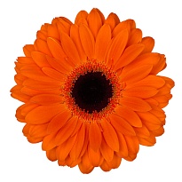 Гербера Dutch Pride 50 шт