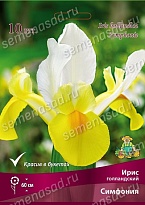 Ирис голландский Симфония 7/8 10шт